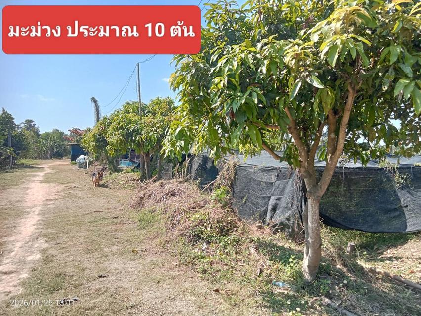 ที่ดิน 10 ไร่ ไร่ละ 600,000 บาท อ.เมือง จ.นครสวรรค์ 9