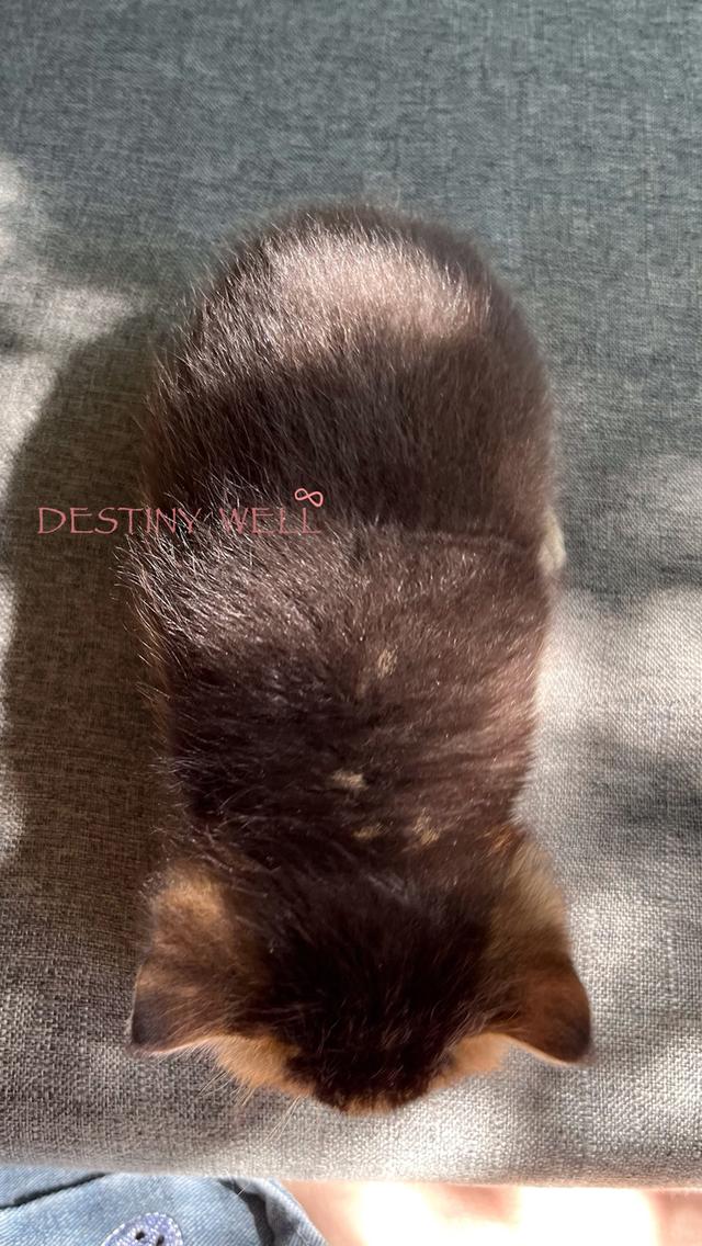 แมวสก๊อตติชโฟลด์ มีใบเพด scfc รูปที่ 14