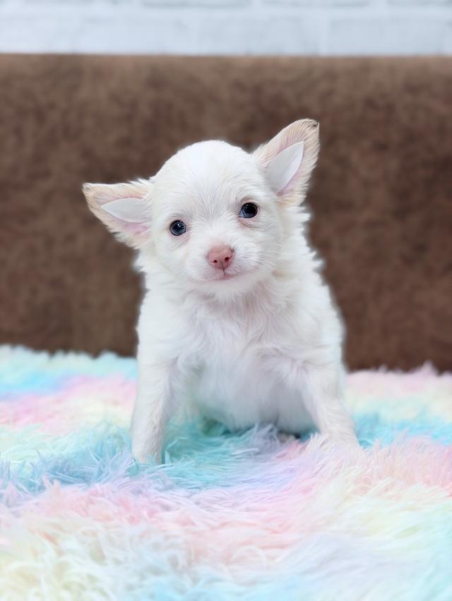 ชิวาวาผู้ ขนยาว สีขาวครีม รูปย่อยที่ 2