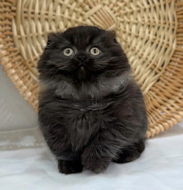 แมวมันช์กิ้น เด็กชาย 4