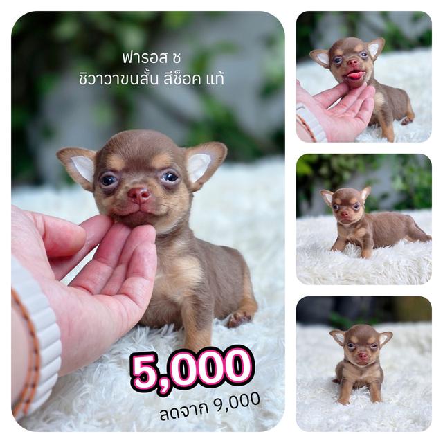 ชิวาวาแท้ขนสั้นเพศผู้ สีช็อค พร้อมย้ายบ้าน