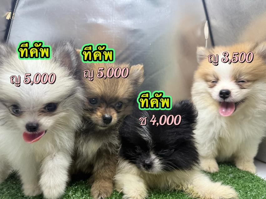 สุนัข  ปอมเมอเรเนียน