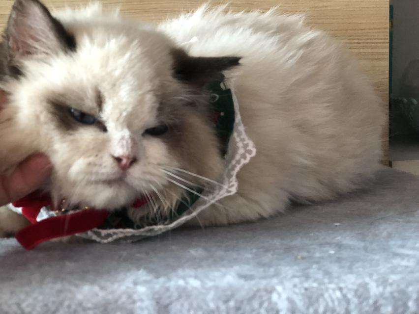 แมวแร็กดอล เด็กผู้หญิง3เดือนผ่อนได้ รูปที่ 3