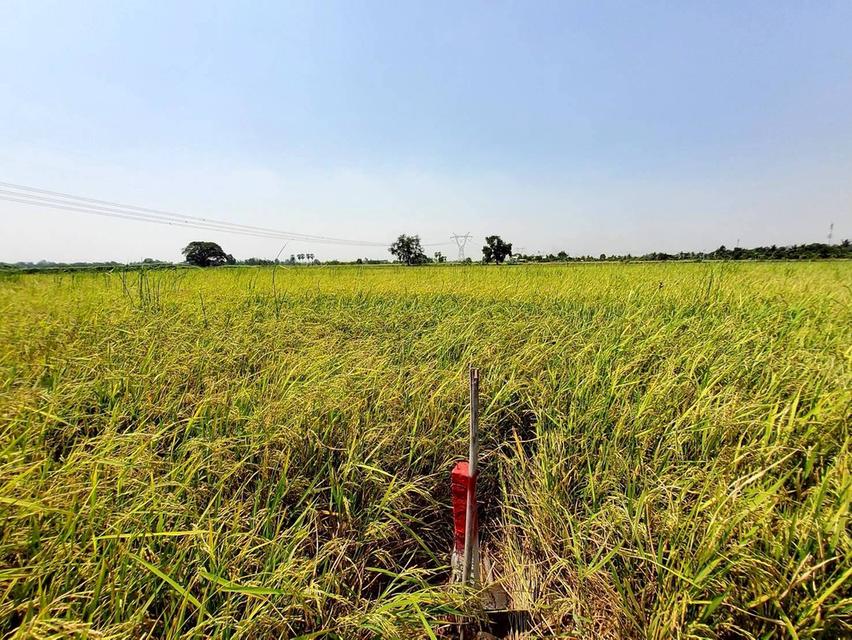 ขายถูกที่ดิน 593 ตรว ติดถนนสาธารณะ คลอง8 หนองเสือ ปทุมธานี 7