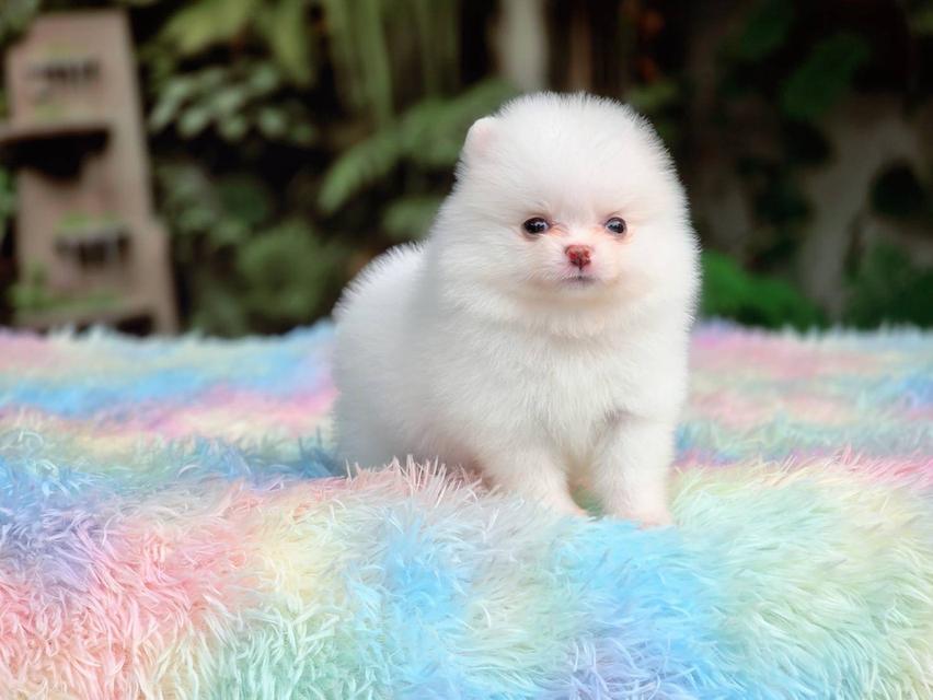 ปอมเมอเรเนียนแท้ ทีคัพ สีขาวเพศเมีย รูปที่ 2