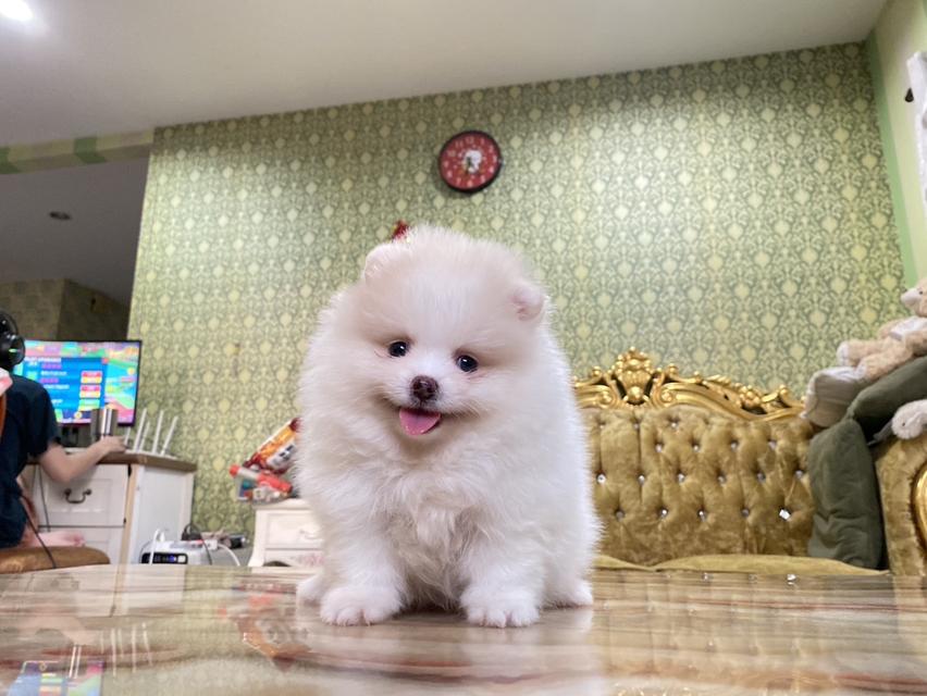 สนใจมาดูตัวจริงได้ค่ะ ลูกปอมแท้ จัดส่งฟรี 4