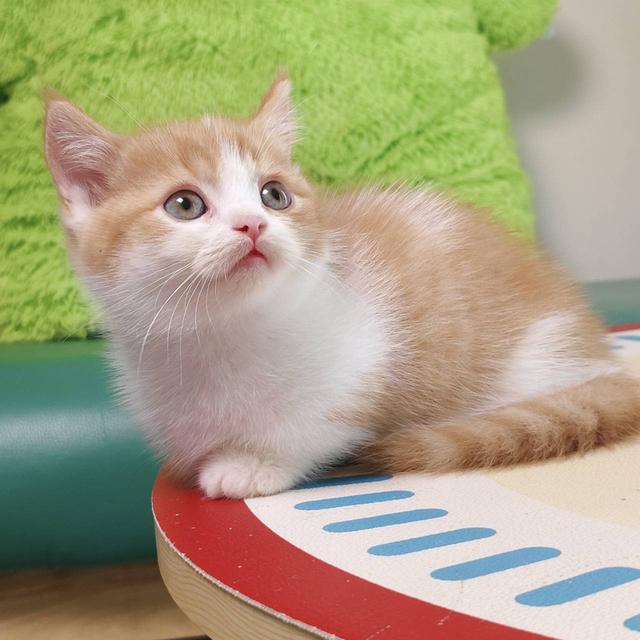 แมวมันช์กิ้น Munchkin short leg Oscat cattery chiangmai รูปที่ 8