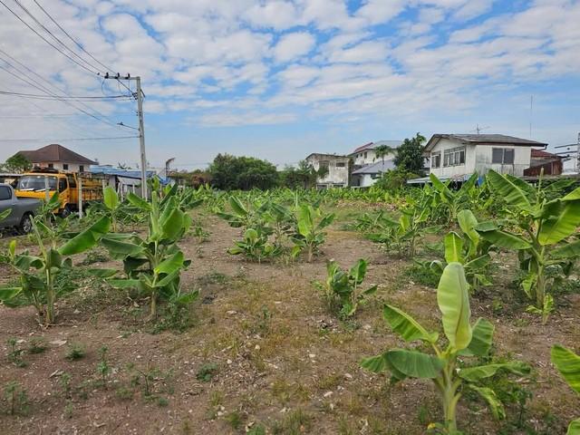 ขายที่ดิน 416 ตรว. (1 ไร่) ถมแล้วย่านเลียบด่วน นาคนิวาส 21 ทะลุ สังคมสงเคราห์ 28 ได้ ที่ดินหน้ากว้างสวย ถนนกว้าง ที่สวย 3