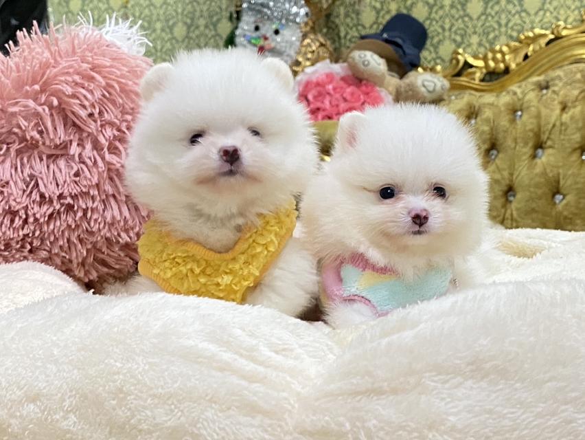 ลูกปอมเมอเรเนียนแท้ น่ารัก สดใส ขี้เล่น สีสวย สอบถามได้นะคะ รูปที่ 4