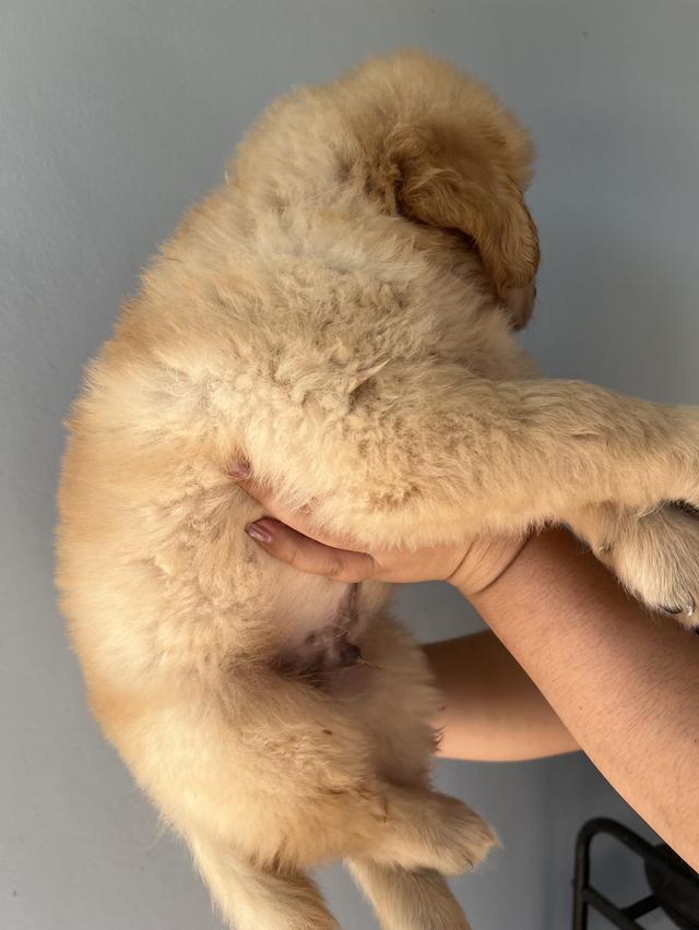 ลูกโกเด้นรีทรีพเวอร์ 3