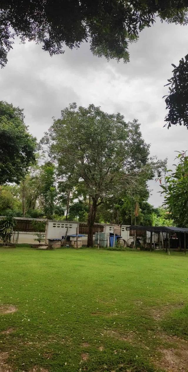 ขายบ้านพร้อมที่ดิน 400 ตรว. 40×40ม. แปลงหัวมุมบ้านปลูกเต็มเนื้อที่ 200 ตรว. สนาม 200 ตรว. (ลงเข็มเจาะไว้บนที่ดิน100ตรว พร้อมที่ดินพิพ์เขียว เผื่อครอบค 4