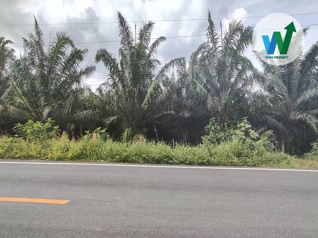 ขายสวนปาล์มน้ำมันที่ได้รับผลผลิตแล้วในควนขนุน 3