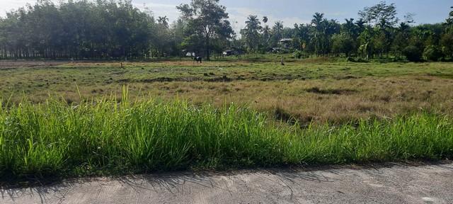 พื้นที่ดิน ที่ดิน ใกล้ม.วลัยลักษณ์ ท่าศาลา ใกล้ ห่าง ม.วลัยลักษณ์ จ.นครศรีธรรมราช ประมาณ 1.4 กม. 750000 - ขนาด 59 sq.wa  6
