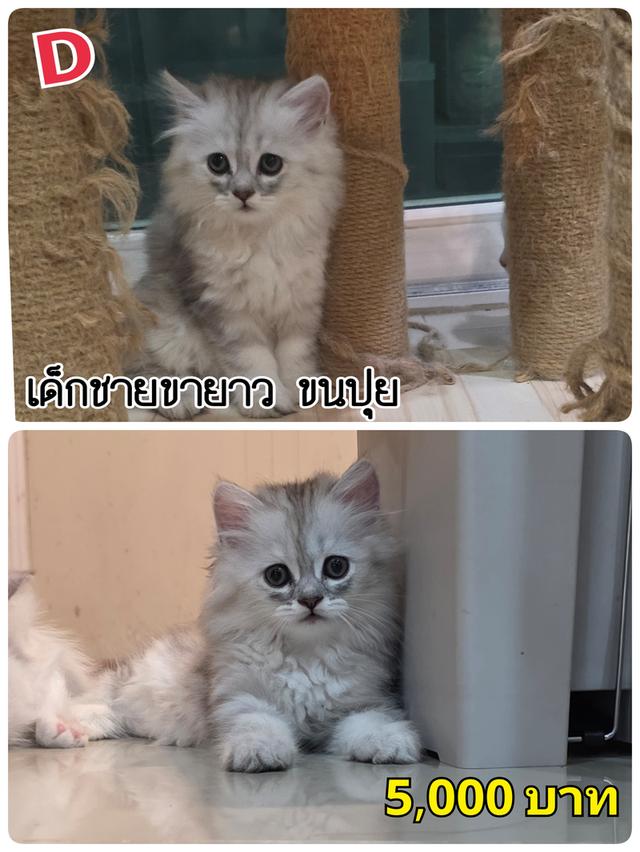 แมวมันช์กิ้น ขายาว