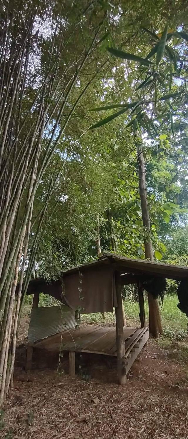 ที่โฉนด ขนาด110มีตรว ราคา280,000ห่าง7-11เพียง1โล  ไฟฟ้าถึงหน้ากว้างติดถนนคอนกรีต17เมตร ด้านในมีต้นไผ่ ขนุน,น้อยหน่า,มะม่วง,กล้วย ต้นสัก,ตะไคร้ 9