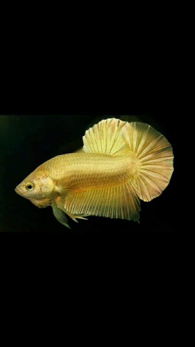 ปลากัดสวยงาม สีทอง เพศผู้ (Betta Gold Male) 6