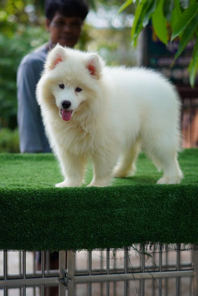 Premium Siberian Husky Puppies - Nationwide Branches (BKK, Pak Chong, Udon, Chumphon) รูปที่ 12