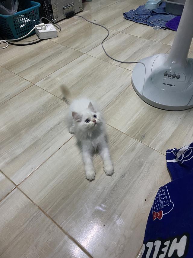 หาบ้านให้น้องตัวสุดท้ายของคอก 6