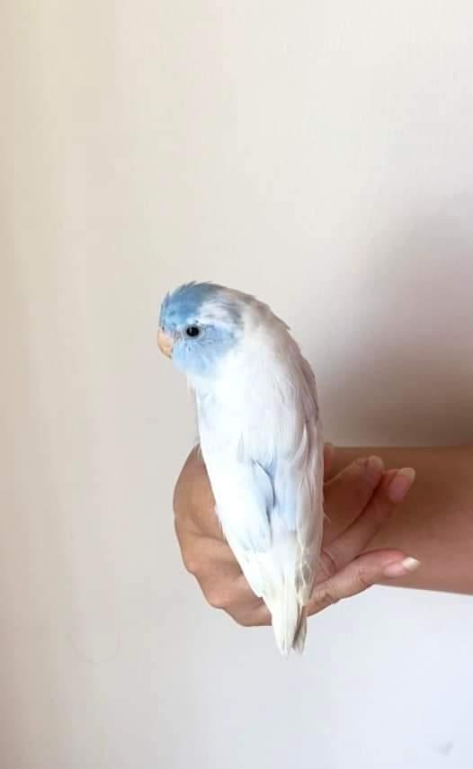 นกแก้วสีขาวตัดฟ้า 2