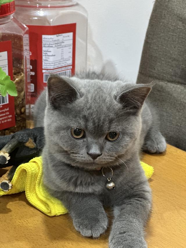 หนุ่มน้อย บริติชช๊อตแฮร์ อายุ3เดือน