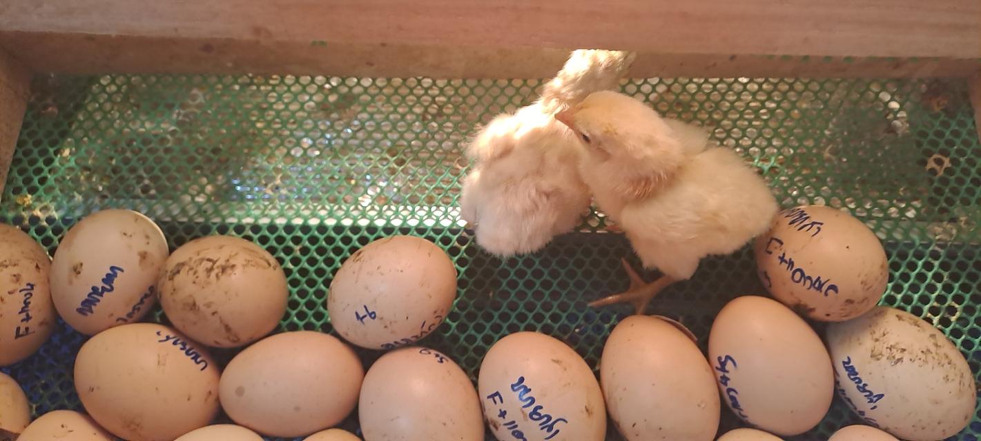 จำหน่ายไก่ชน >>ไข่ไก่ ลูกไก่ อายุ2-3เดือน ไก่รุ่นผู้ สาว 4-5เดือน ไก่สาวพร้อมไข่ ไก่หนุ่ม อายุ 7เดือนขึ้นไป