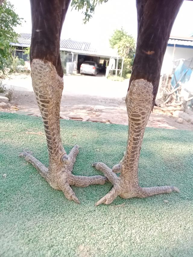 ไก่ชนพม่า 3