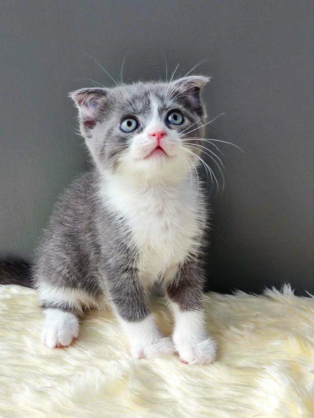 แมวบริสตริส คินคาโร🔥🔥