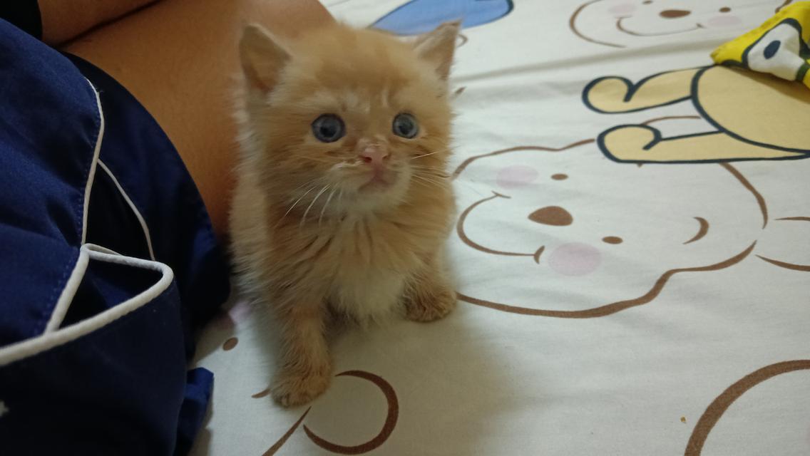 น้องแมวสก๊อตติสเพศชาย รูปที่ 5