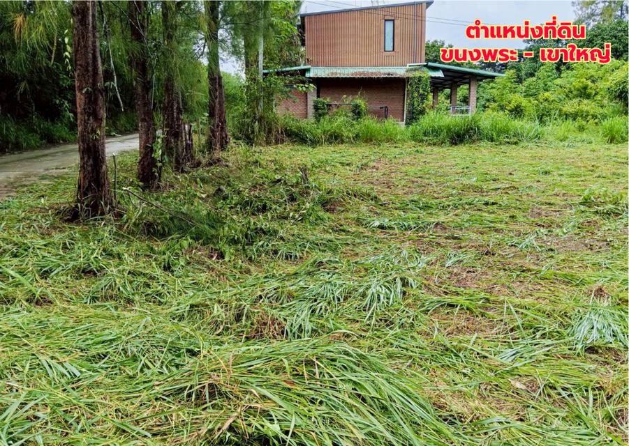 ขายที่ดินแปลงสวย 2 แปลง เริ่มต้น 300 ตร.ว. พร้อมโฉนด นส.4 โซนขนงพระ - ปากช่อง เขาใหญ่ ใกล้มอเตอร์เวย์ M6