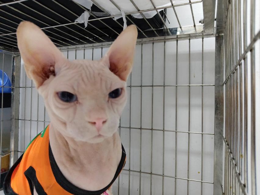 แมวสฟิ้งซ์ อายุ1ปี ยังไม่ทำหมัน 7