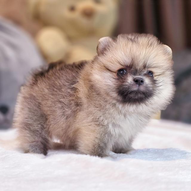 ปอมทีคัพน้องเชอเบลเพศหญิงสาวน้อยน่ารักมาก