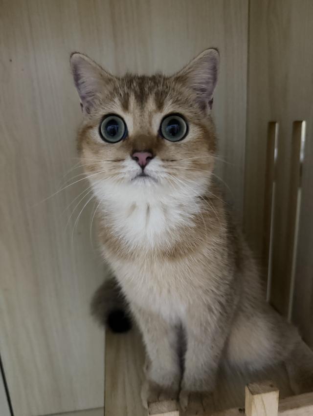 แมวบริติช 7