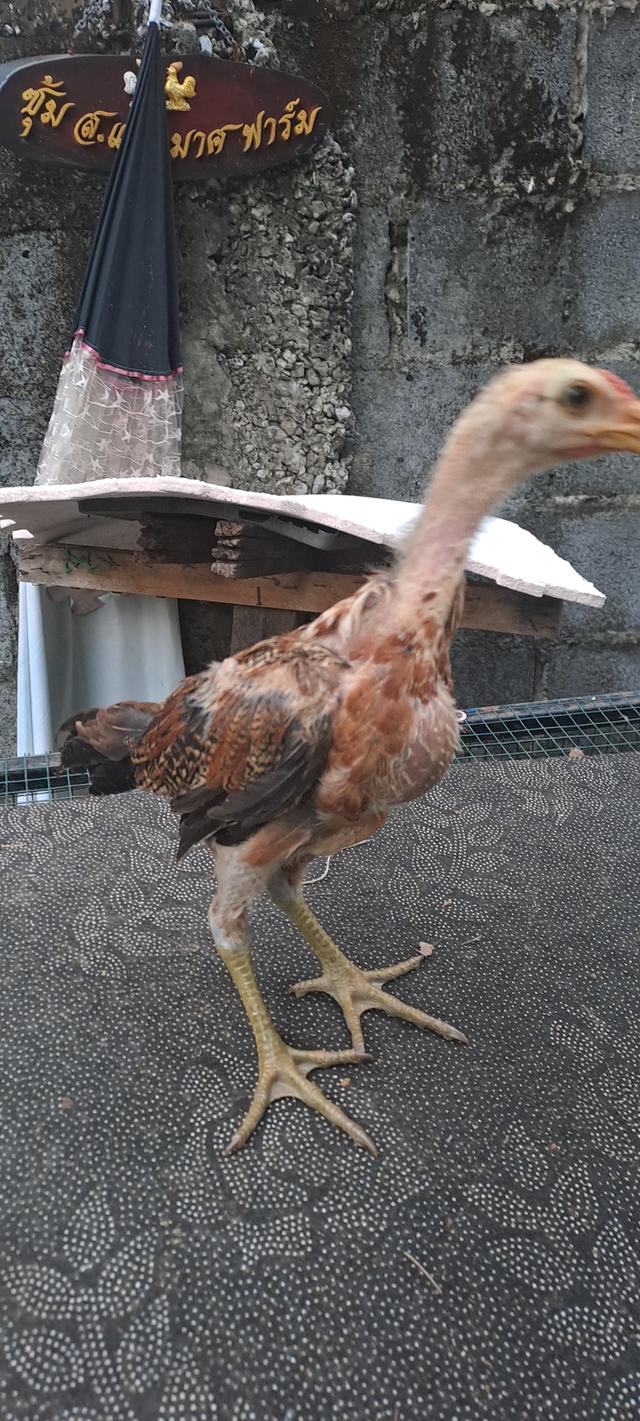 จำหน่ายลูกไก่ พม่าญี่ปุ่น พม่าญี่ปุ่นบราซิล รูปที่ 6