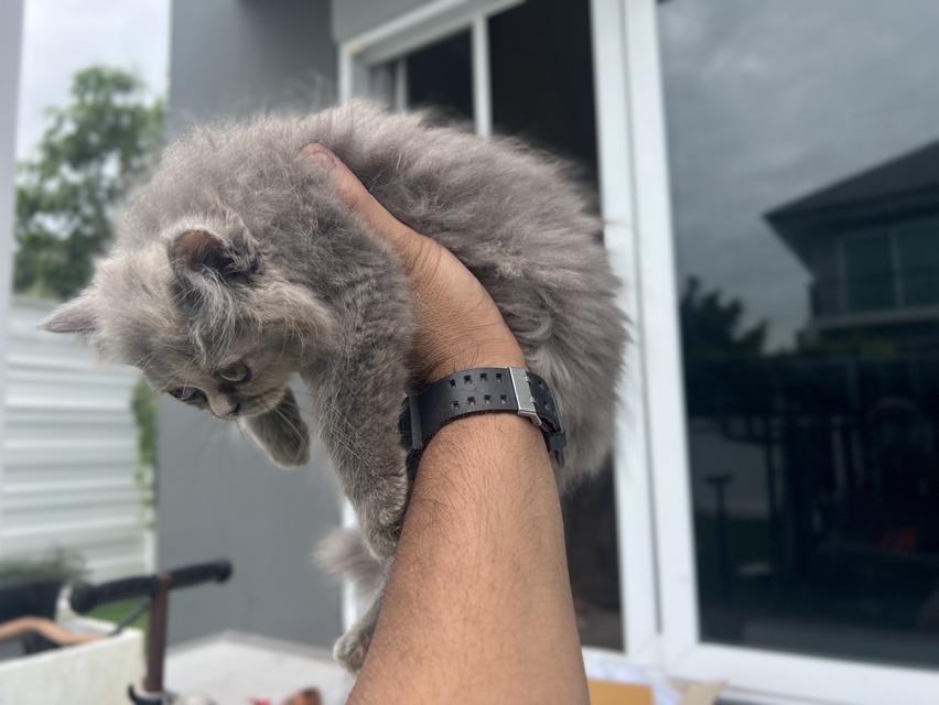 แมวเปอร์เซีย