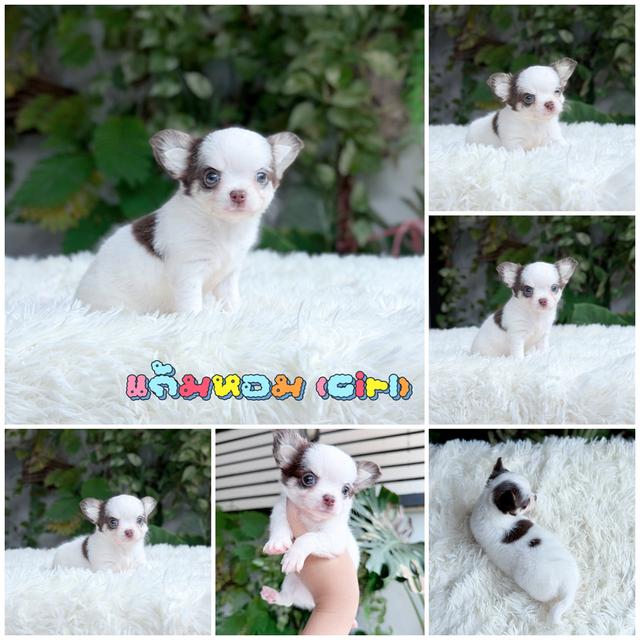 Chihuahuaขนยาวพันธุ์แท้ รูปที่ 3
