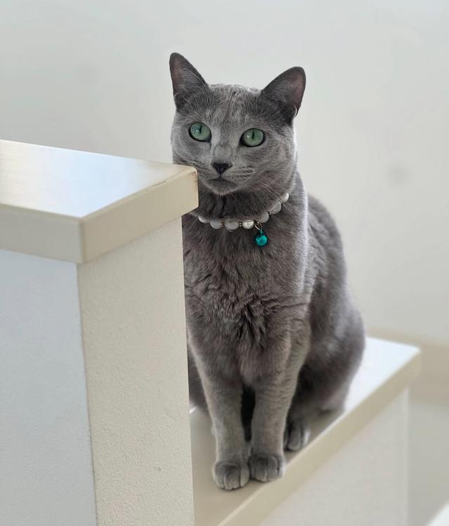 Russian Blue เกรดประกวด ราคาแบ่งปัน 4