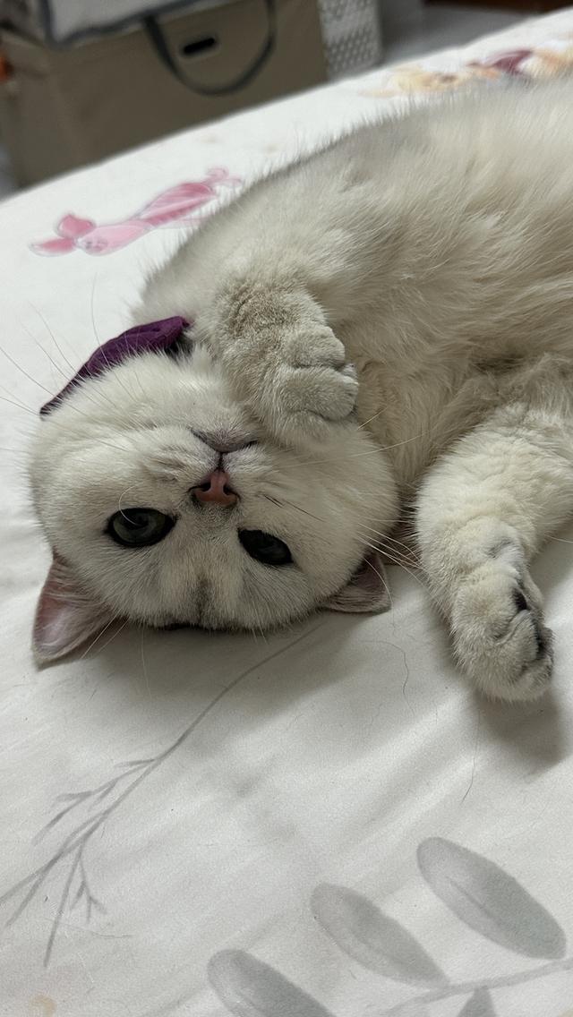 น้องแมวอเมริกัน ช็อตแฮร์ และบริติช ช็อตแฮร์ แท้ 💯 รูปที่ 16