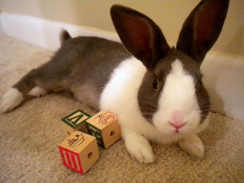 กระต่ายดัตช์ 2