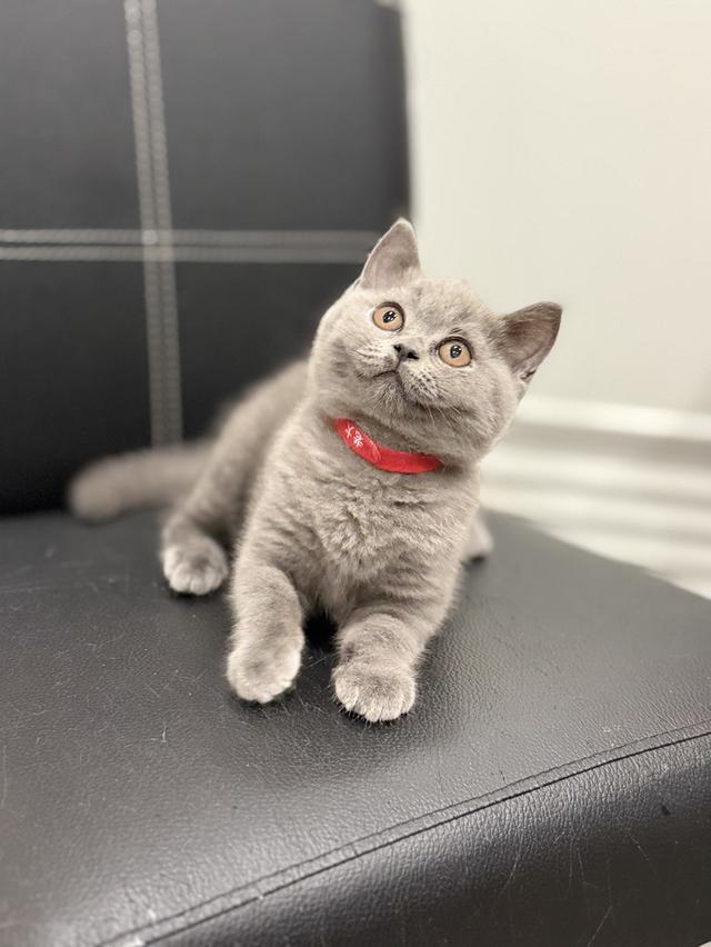 บริติช ช็อตแฮร์ สีบลู รูปที่ 7