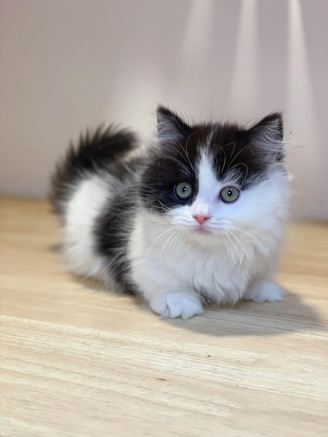 มันช์กิ้นขาสั้นพร้อมย้าย รูปที่ 7