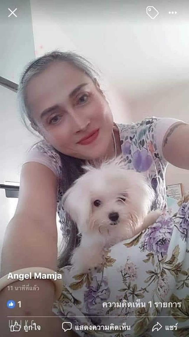 สุนัข มอลทีส มอลทิพู สายเกาหลี