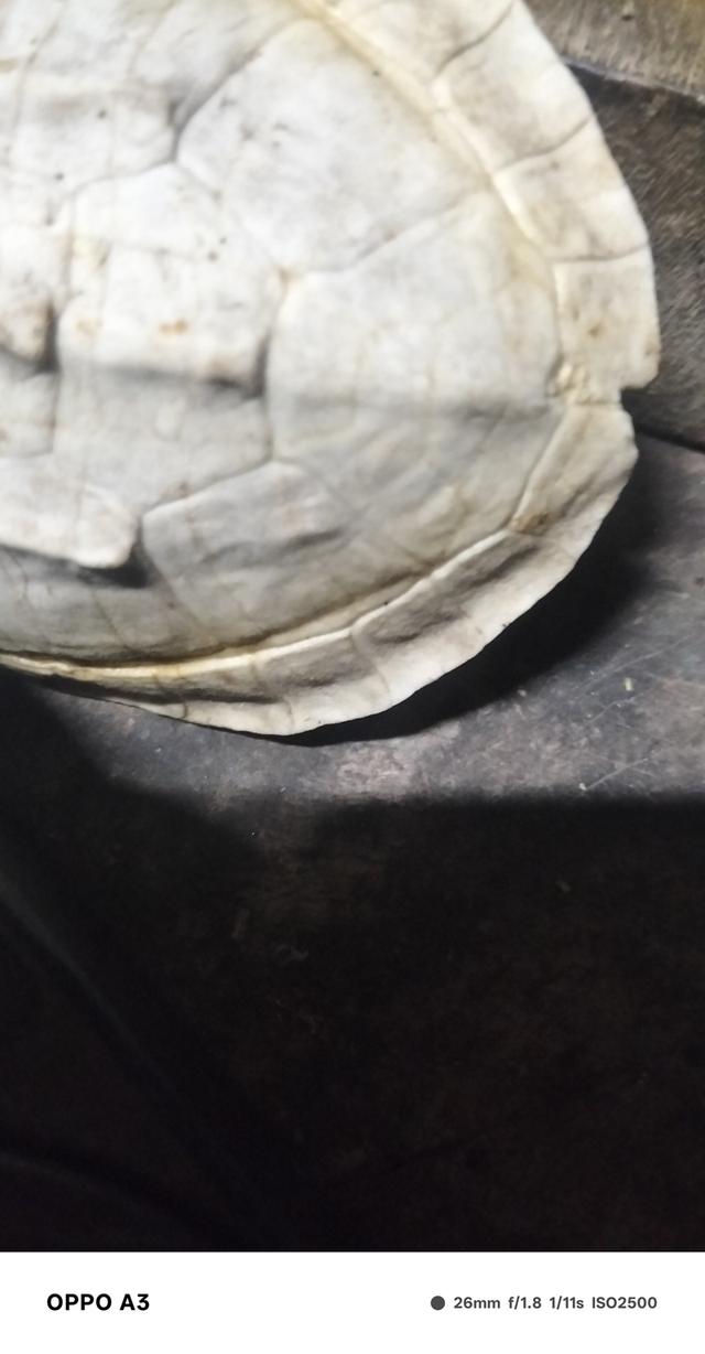 ของดีหัวปู่โต๊ะปิดตาหลังใบโพ 2