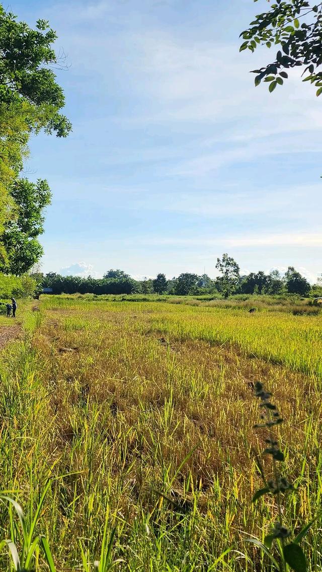 ที่ดินพร้อมสวนปาล์ม14ไร่ 3