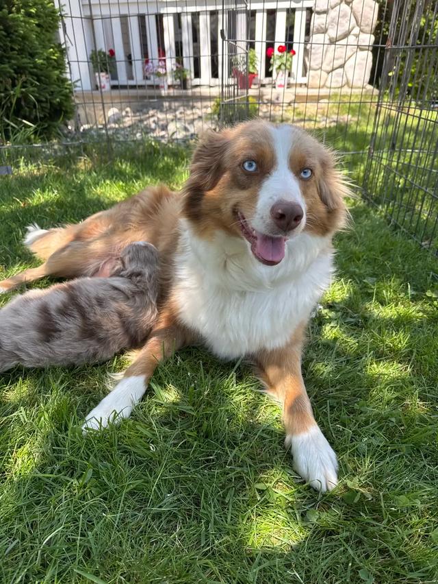 Australian shepherd puppies WhatsApp me : ( +63 985 762 7466 )