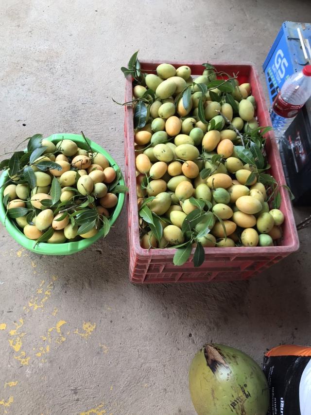 ให้เช่า สวนผลไม้ 12 ไร่ 7 หมื่นต่อปี 11