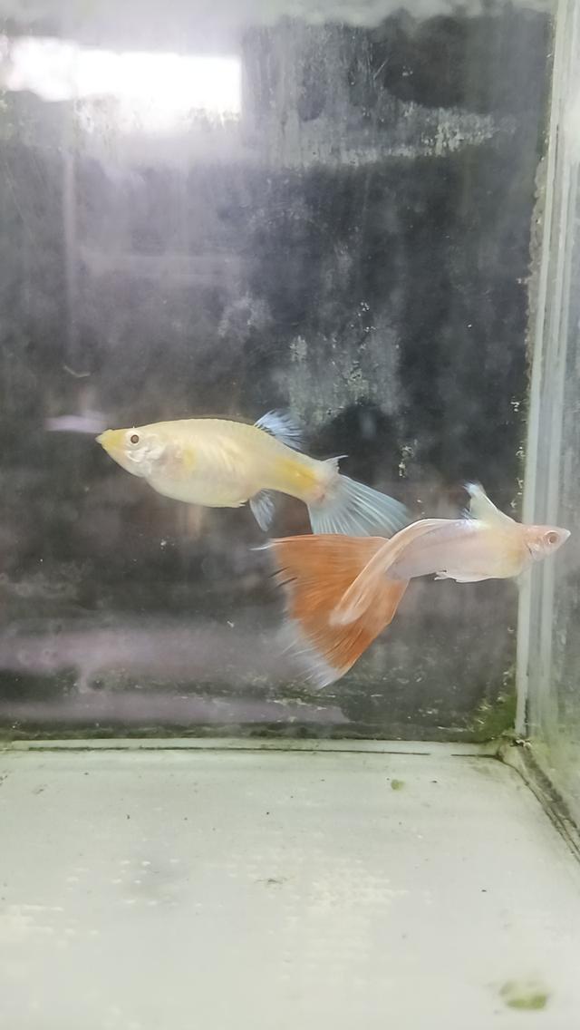 หางนกยูงตาแดงคู่ละ80บาท