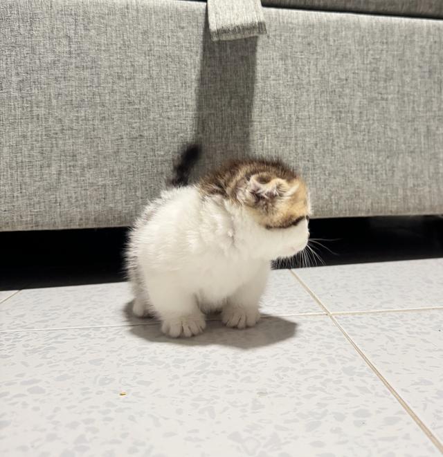 ลูกแมวขาสั้นมัชกิ้นตัวผู้ 3