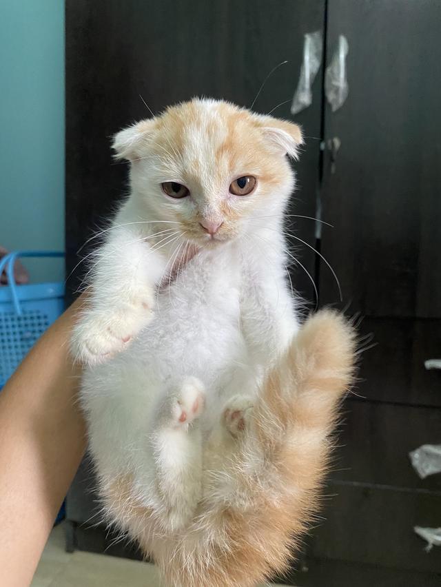 สก็อตติช ว่างแค่นี้แล้วนะคะ 5