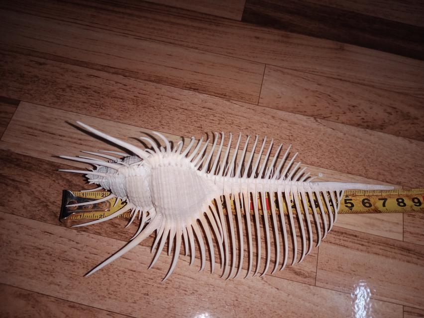 เปลือกหอยสะสม สวยงาม รูปที่ 8