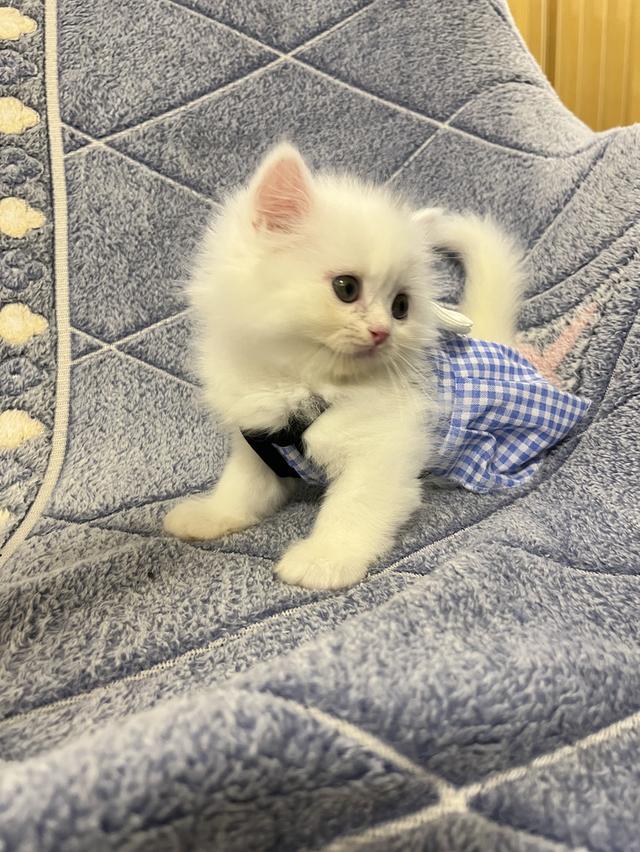 แมวเปอร์เซีย แมวสีขาว 6